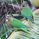 Maroon-bellied Parakeet