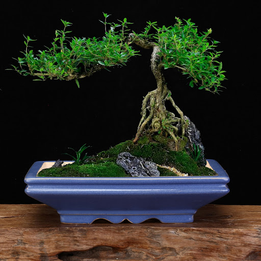 Title 3, Individual Porcelain Desktop Bonsai Pot for Flo...