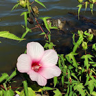 Rose Mallow