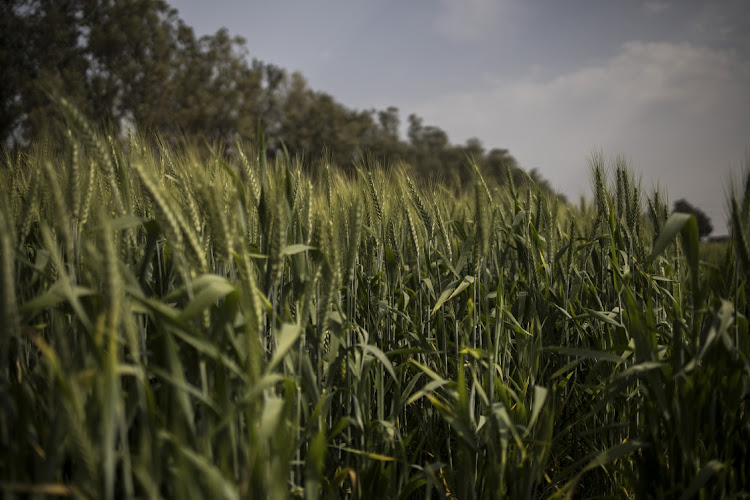 The future of food is troubling.