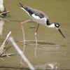 Black-necked Stilt