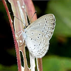 Lesser Grass Blue