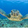 Turtle HD Wallpapers Underwater World Theme