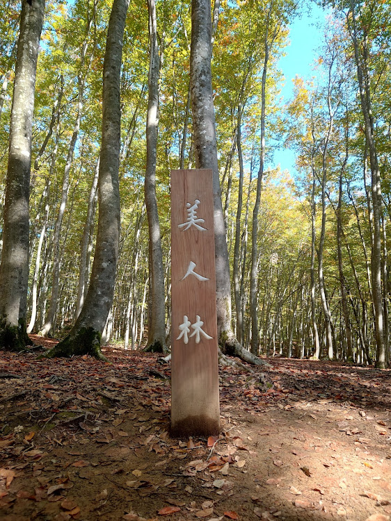 86の美人林・故郷はやっぱりいいね(≧∇≦)b・魚沼産・〇〇〇を求めて…に関するカスタム事例の投稿画像1枚目
