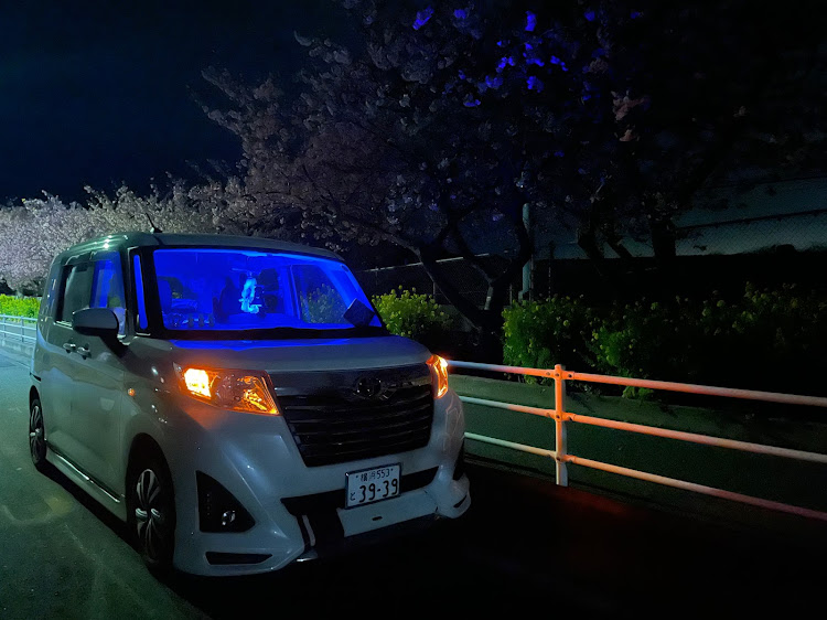 ルーミーの三浦海岸桜まつり・3月もよろしくお願いします・ドライブ・電飾に関するカスタム事例の投稿画像4枚目