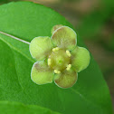 Strawberry Bush