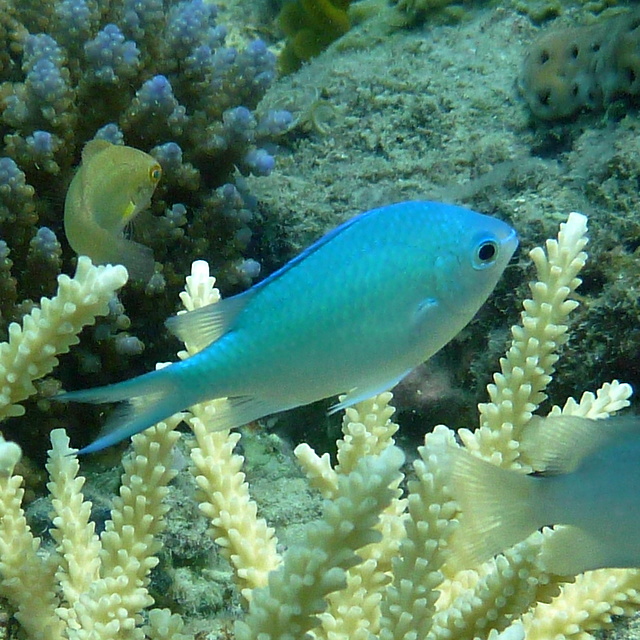 Blue-green Chromis