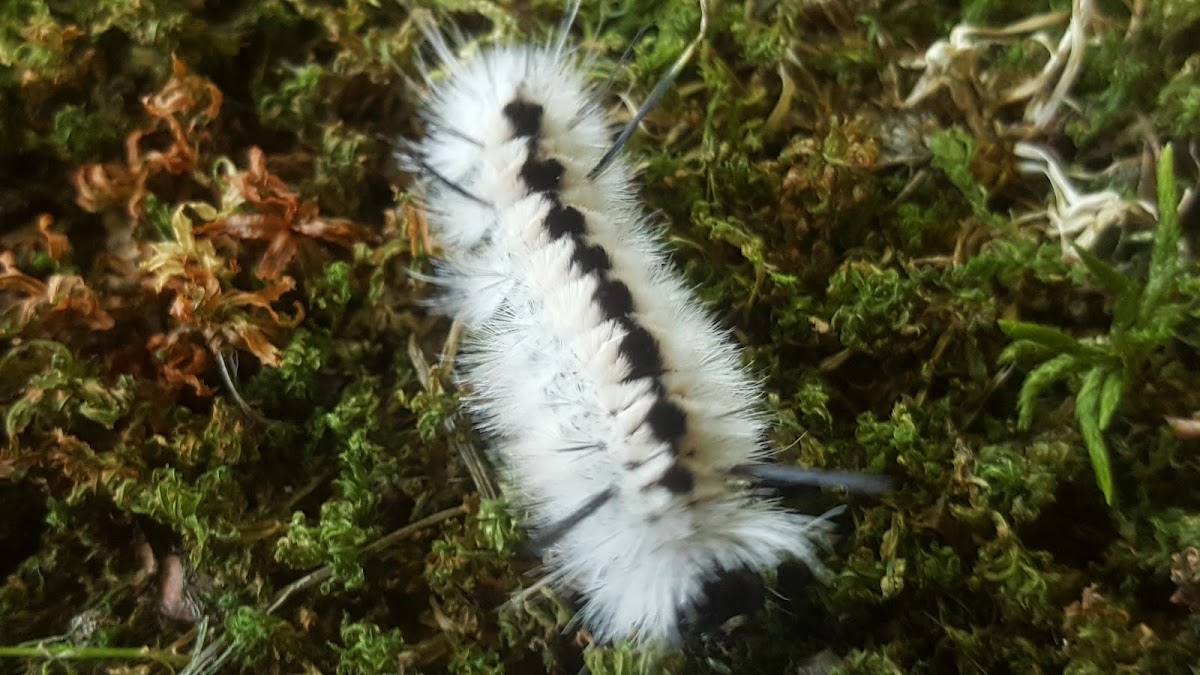 Hickory Tussock Moth