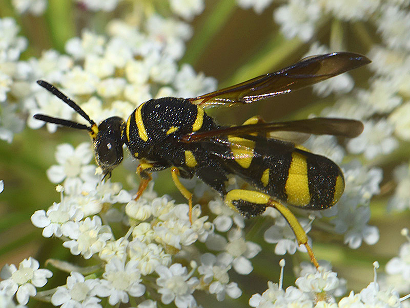 Wasp