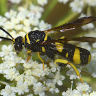 Wasp