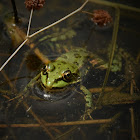 Edible frog