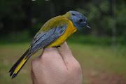 One of the species hit by the loss of indigenous forests in the Eastern Cape is the white-starred robin. This bird was ringed by Stellenbosch University researchers in the Transkei Mistbelt forests.