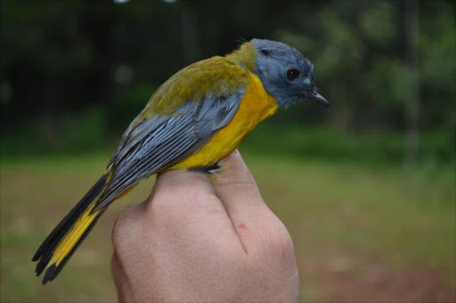 One of the species hit by the loss of indigenous forests in the Eastern Cape is the white-starred robin. This bird was ringed by Stellenbosch University researchers in the Transkei Mistbelt forests.