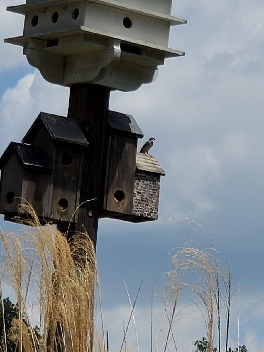 Carolina Chickadee