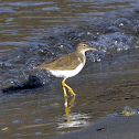 Spotted Sandpiper