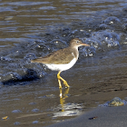 Spotted Sandpiper