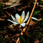 Bloodroot