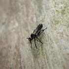 Robber Fly