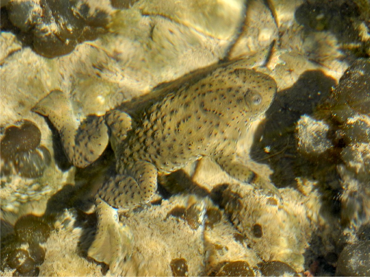 Yellow-bellied toad (Κιτρινομπομπίνα)