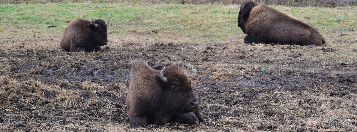 American Bison