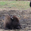 American Bison