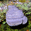 Hoof fungus