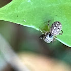 Hammer-jawed Jumping Spider