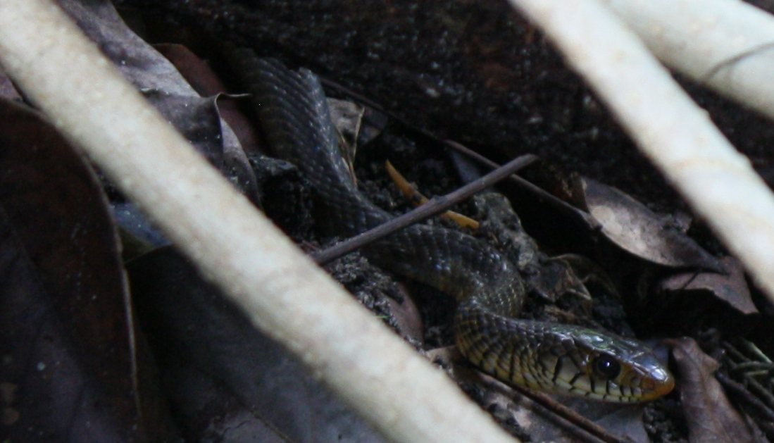 Oriental Rat Snake