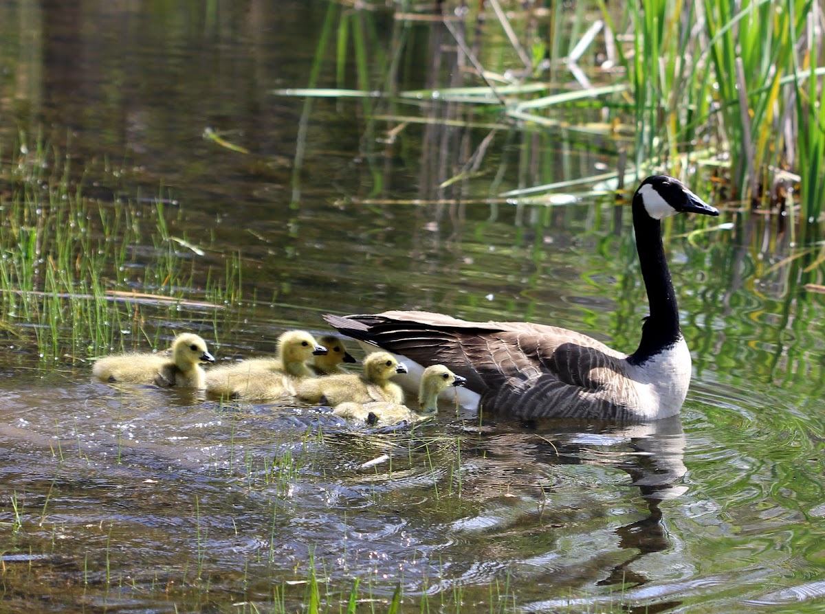 Canada Geese