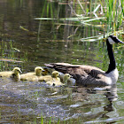 Canada Geese