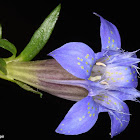 Paradox gentian