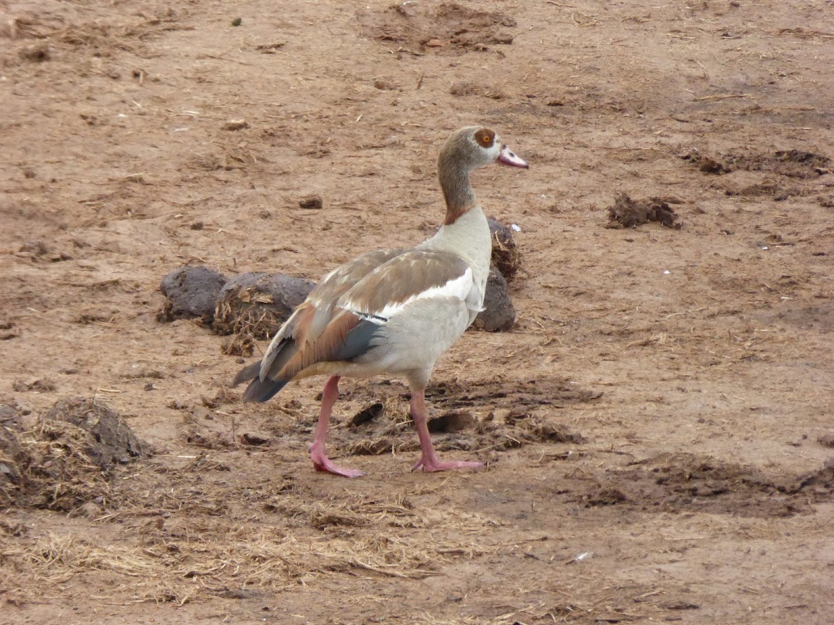 Egyptian goose