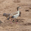 Egyptian goose