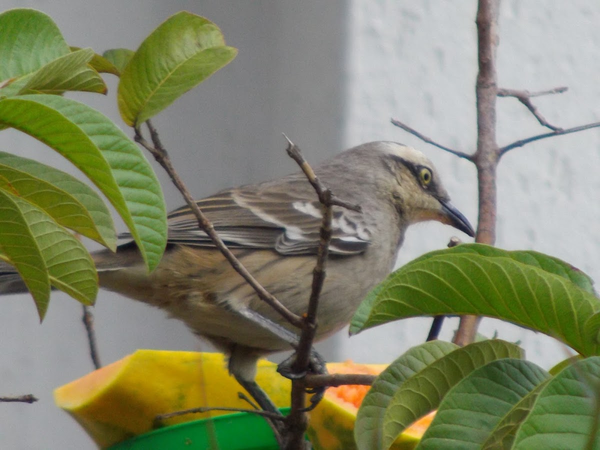 Chalk-browed Mockingbird