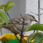 Chalk-browed Mockingbird