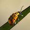 Cucumber beetle