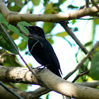 Northern Black Flycatcher