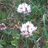 White Clover