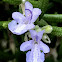 Rosemary flowers