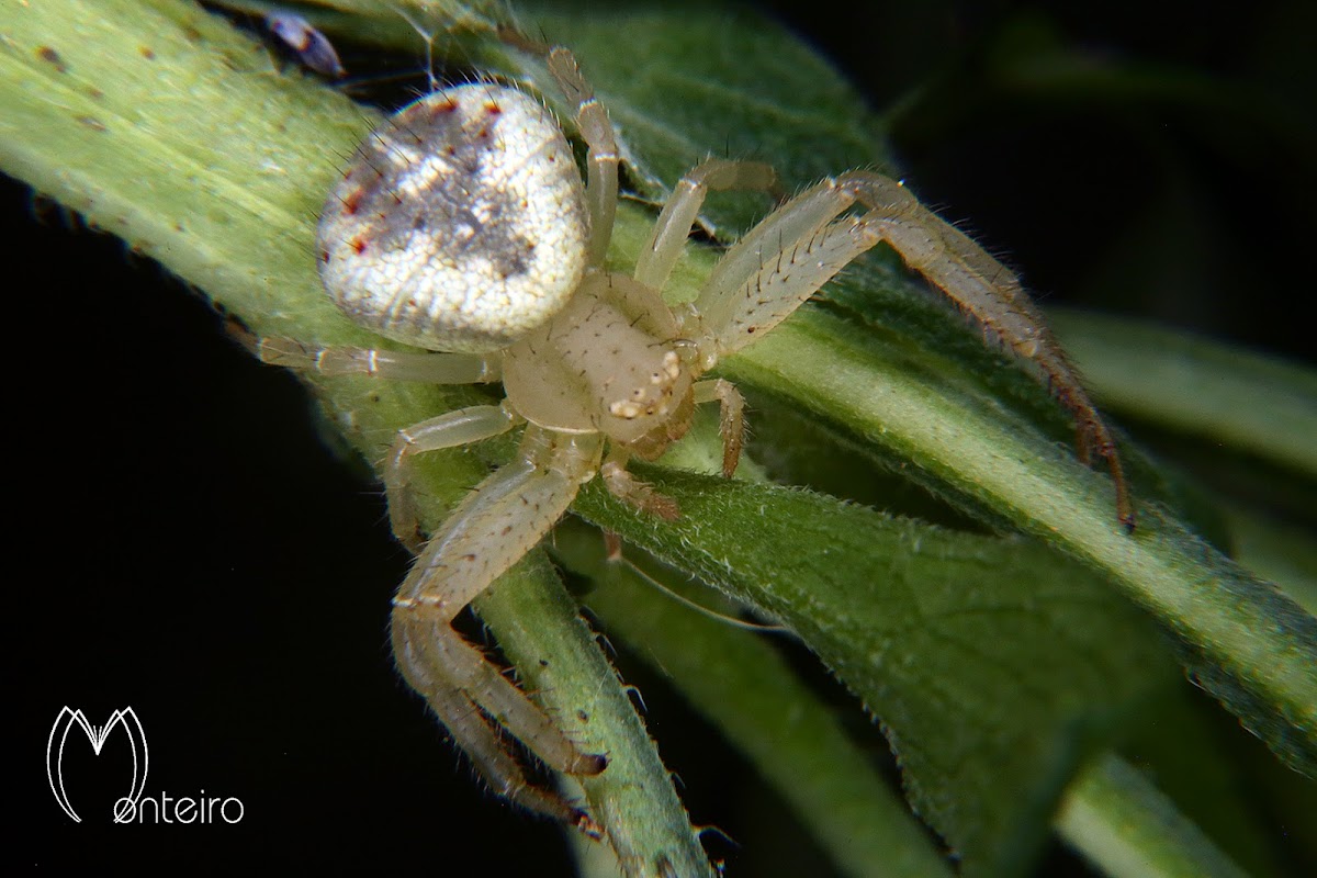 Crab spider