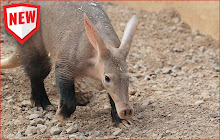 Aardvark HD Wallpapers Theme small promo image