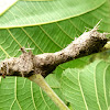 Ant nest on tree