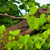 Bengal Monitor Lizard, common Indian monitor