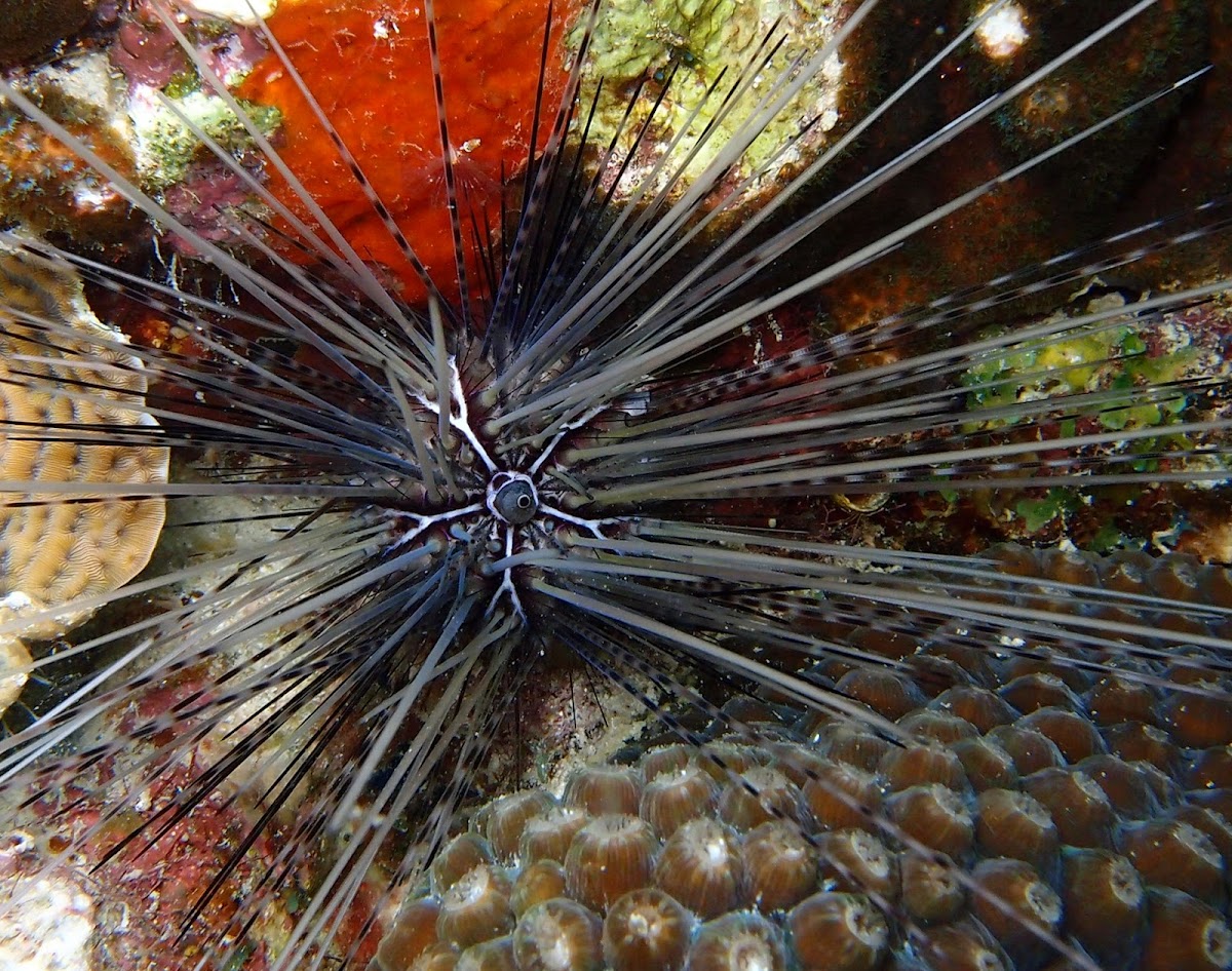 Long-Spined Sea Urchin