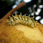 Marius Hairstreak  Caterpillar