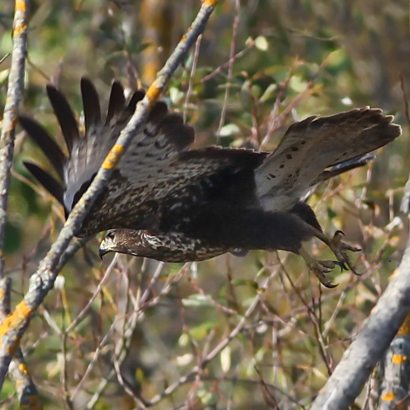 Common buzzard