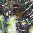 Robin; Petirrojo