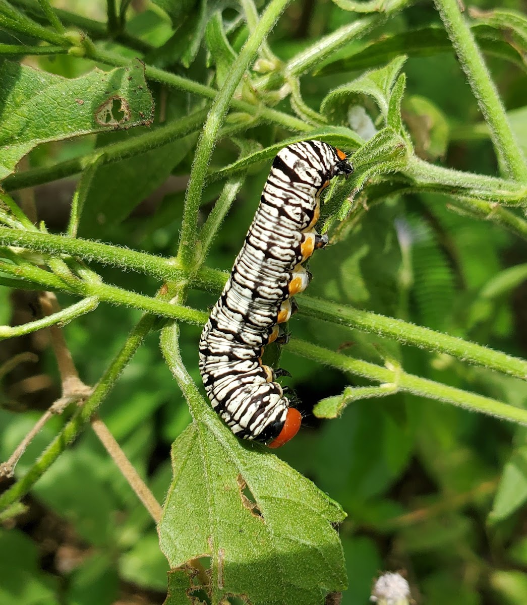 Hieroglyphic moth caterpillar