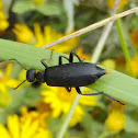 Black Blister Beetle