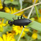 Black Blister Beetle